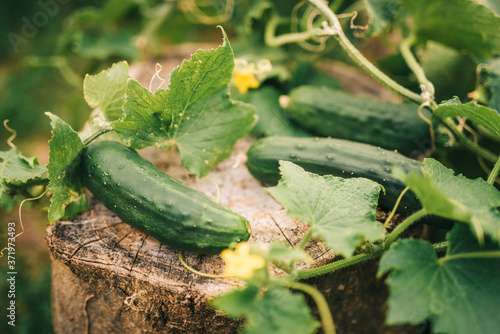 Cucumbers in vegetable garden