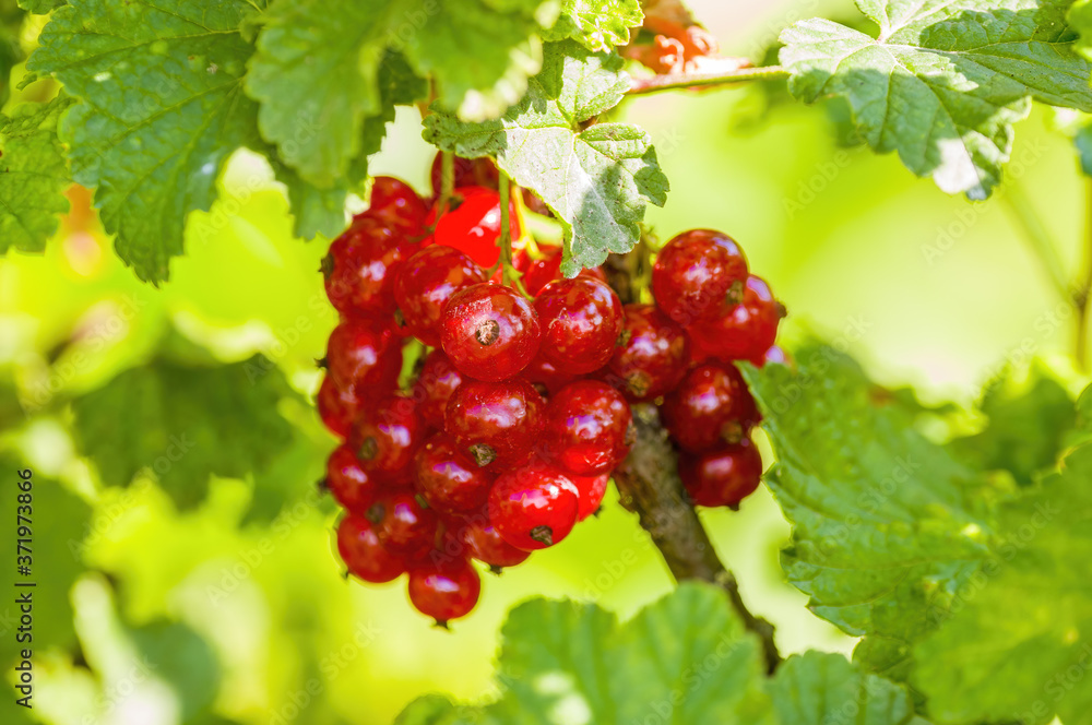 a red berry ribs on currant bush in the garden season a red berry ribs on currant bush in the garden season