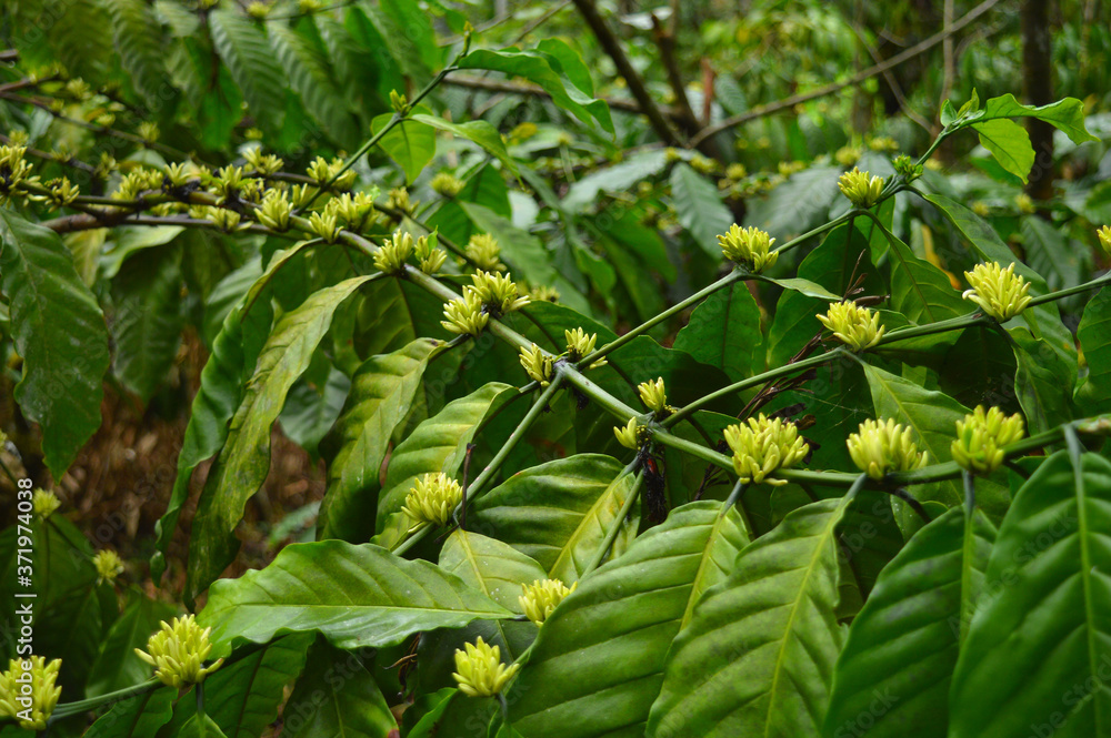 coffee flowers on a branch coffee flowers on a branch