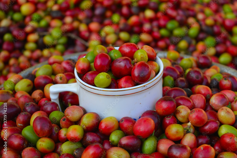 harvested coffee berries being dried harvested coffee berries being dried