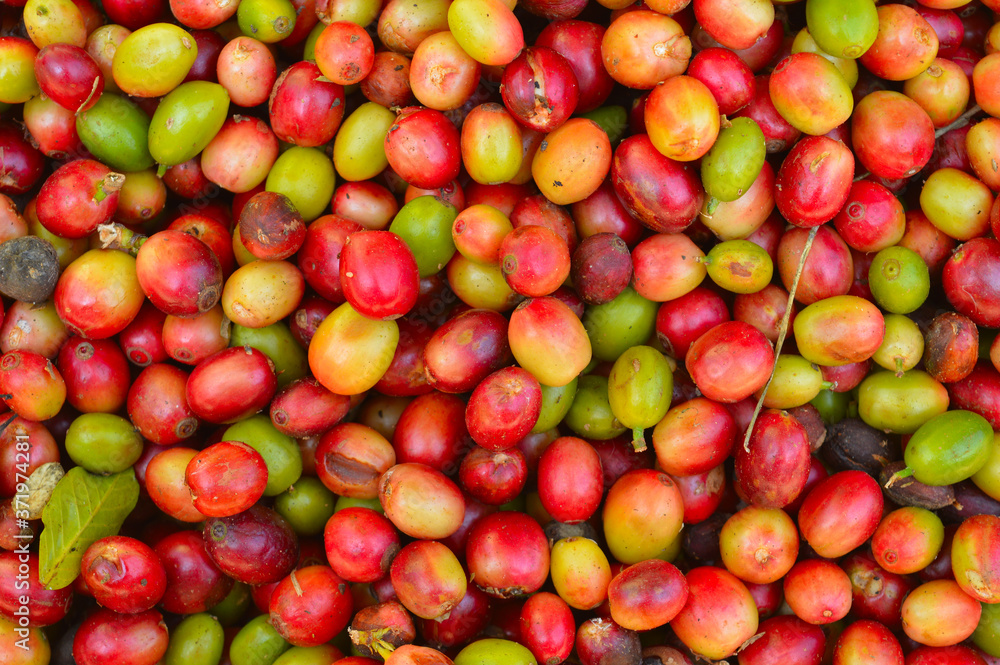 harvested coffee berries being dried harvested coffee berries being dried