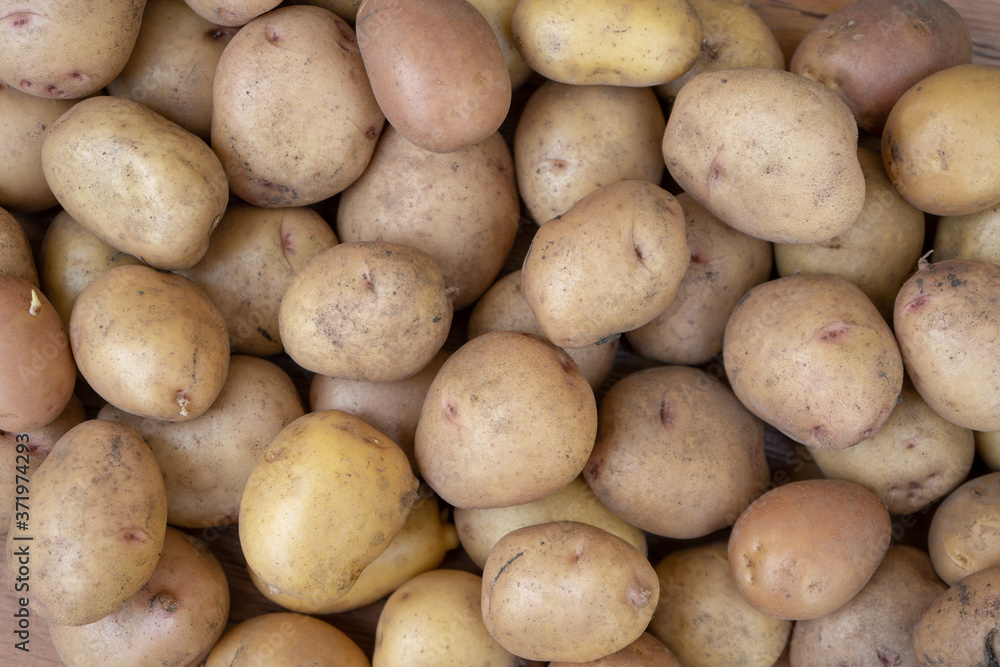 raw potato background, summer vegetable harvesting raw potato background, summer vegetable harvesting