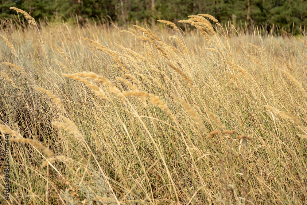 steppe with yellow grass, dry rustic field steppe with yellow grass, dry rustic field