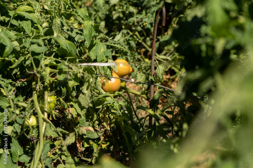 green tomatoes on a bush in a garden, harvesting summer season