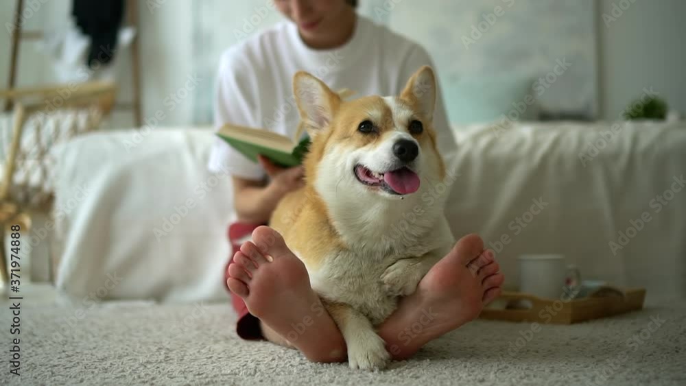 close up of corgi dog lying on owner feet legs as woman is reading book literature Avki. person sit on floor in bedroom and studying, educating. concept domestic, comfortable, pet close up of corgi dog lying on owner feet legs as woman is reading book literature Avki. person sit on floor in bedroom and studying, educating. concept domestic, comfortable, pet