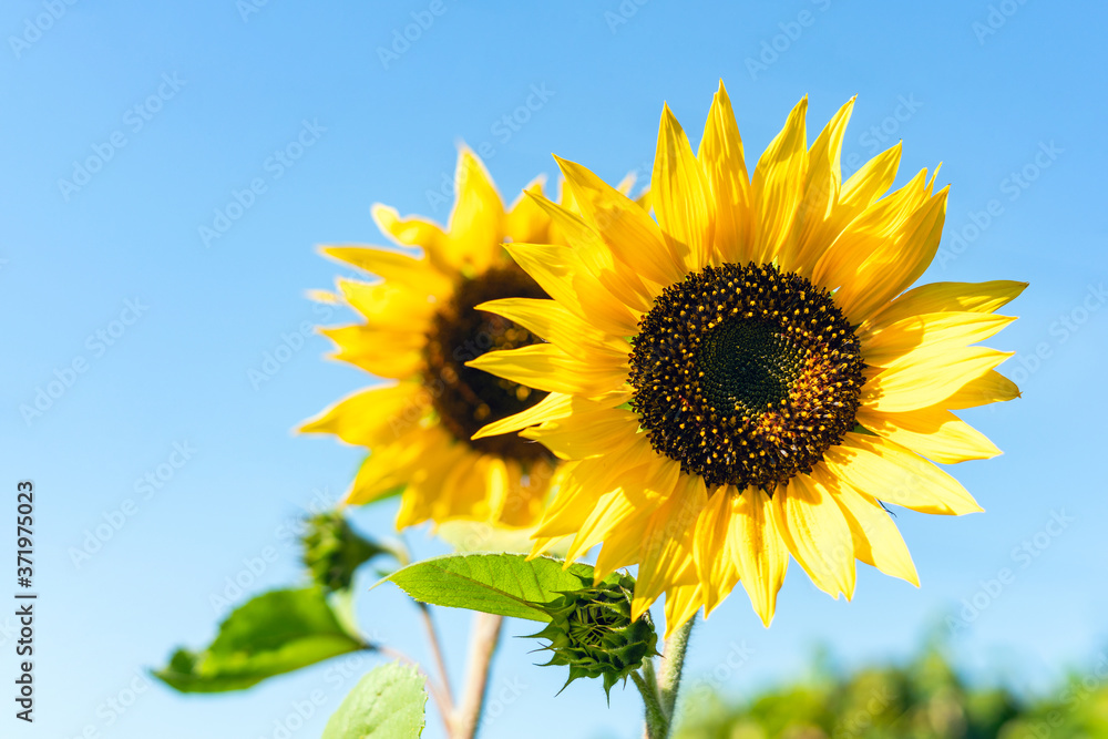 Bright yellow sunflower flower in a field against a blue sky Bright yellow sunflower flower in a field against a blue sky