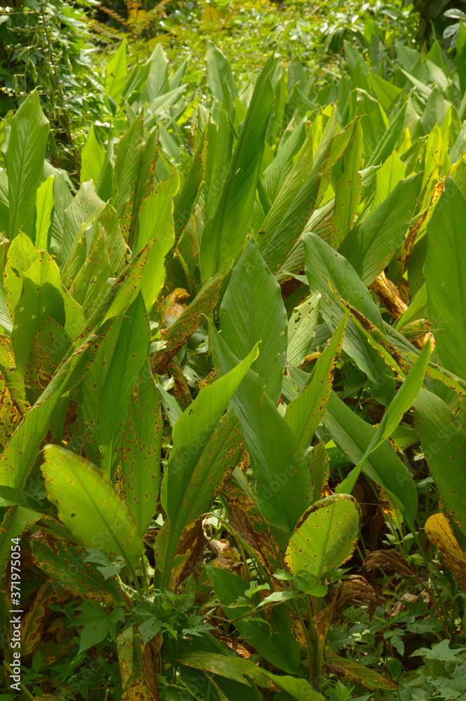 Obraz premium Turmeric plantation