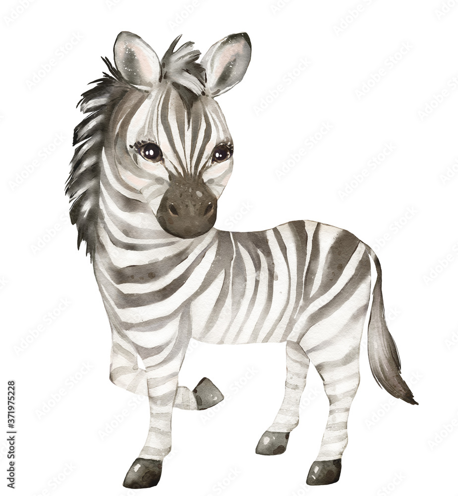 Fototapeta premium .Watercolor illustration tropical animal portrait. Exotic kids summer print for party. Cute poster with zebra