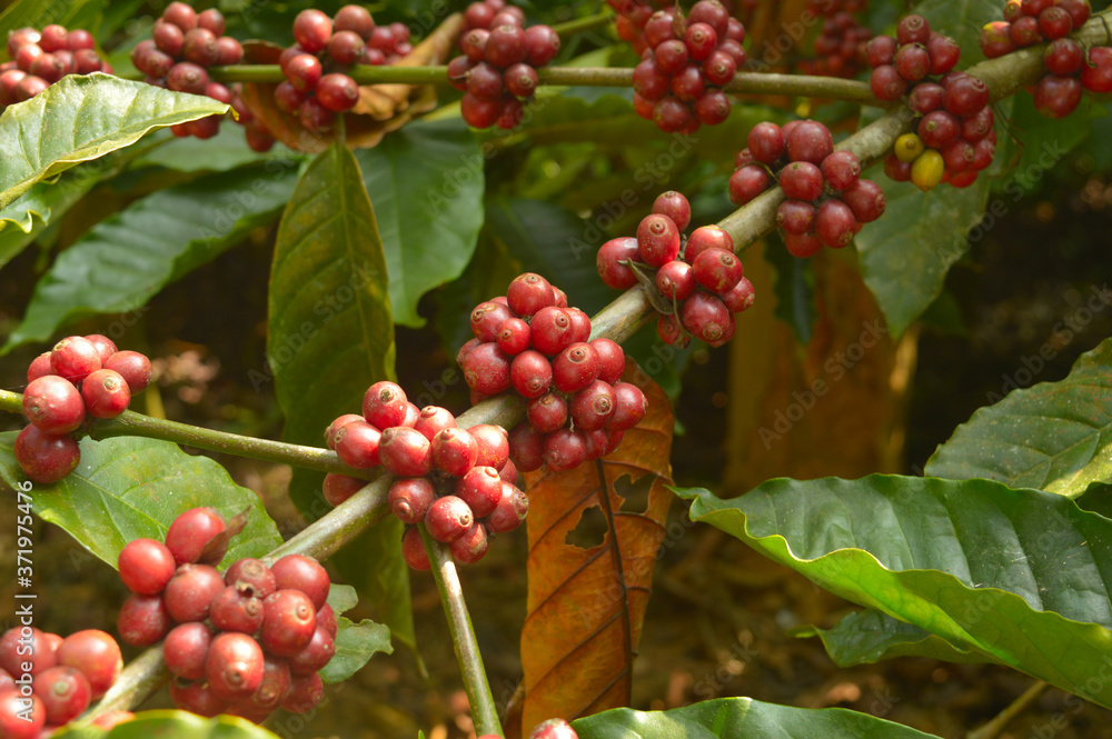 coffee berries on a branch coffee berries on a branch
