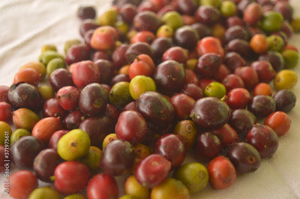 harvested coffee berries being dried harvested coffee berries being dried
