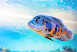 Astronotus ocellatus is a popular aquarium fish in the cichlid family