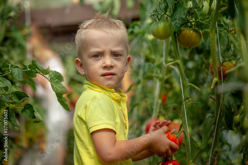 Portrait smiling kid boy collects a harvest of red ripe tomatoes in the greenhouse
