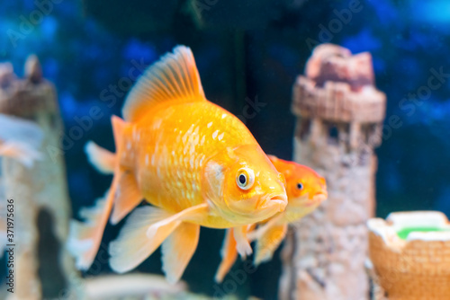 Goldfish carassius auratus swims in a freshwater aquarium