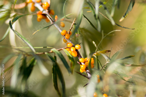 Ripe sea buckthorn fruits on a branch. Close-up.