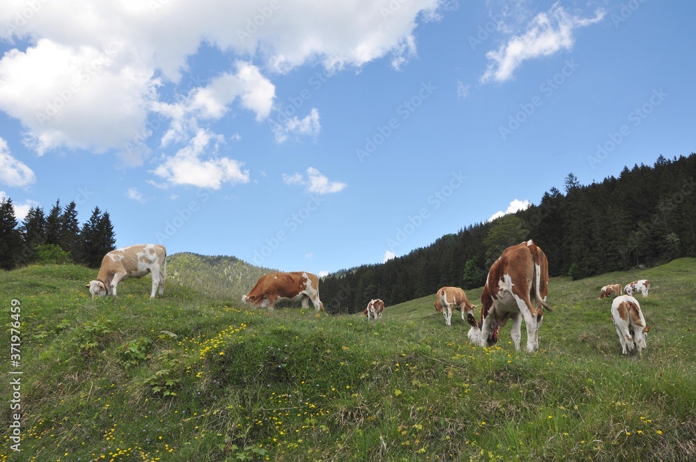 Obraz premium Unterwegs zur Modaualm im Berchtesgadener Land