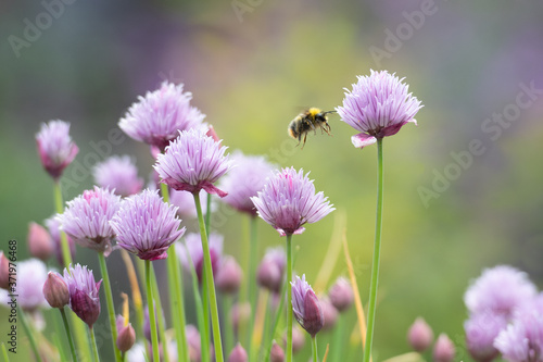Bumblebee flying around chive flowers