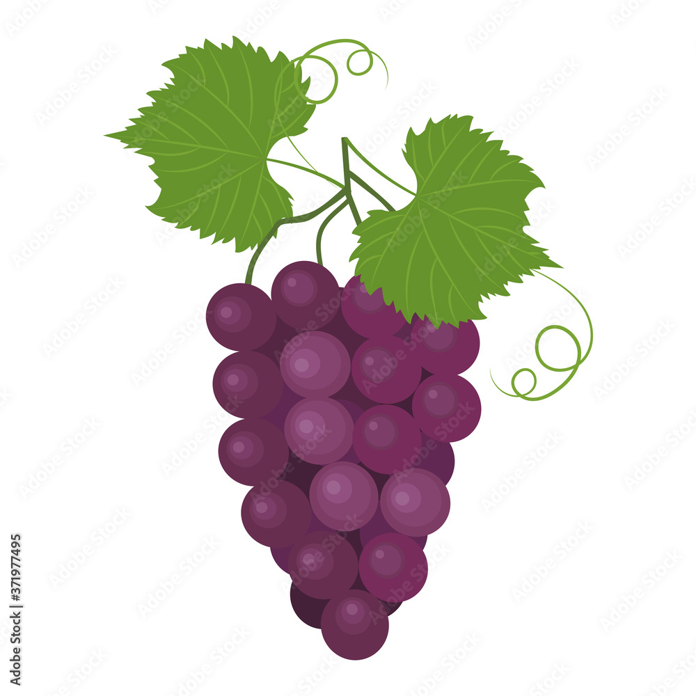 Fototapeta premium Vector illustration of twig burgundy grapes