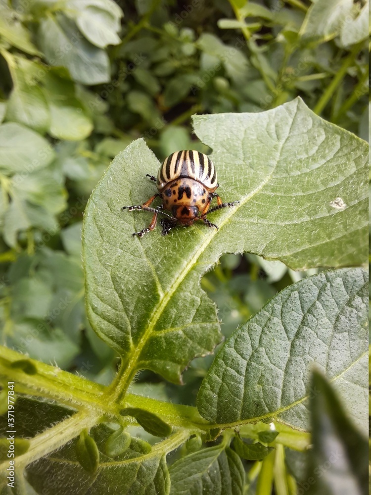 Colorado potato beetle on potato leaves Colorado potato beetle on potato leaves