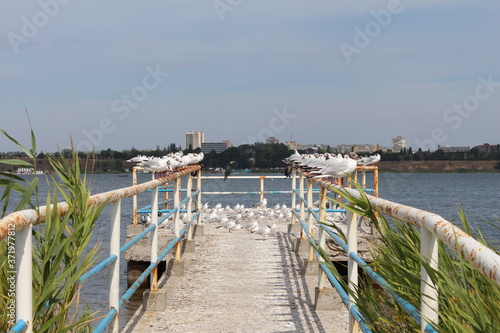 birds sitting on the iron railings of the pier