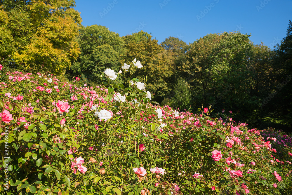 blooming roses at the hill, Luitpold park munich