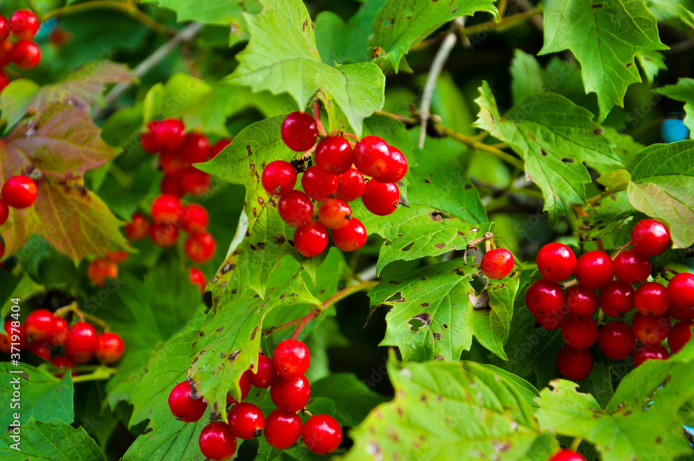 Viburnum red on a tree with green leaves Viburnum red on a tree with green leaves