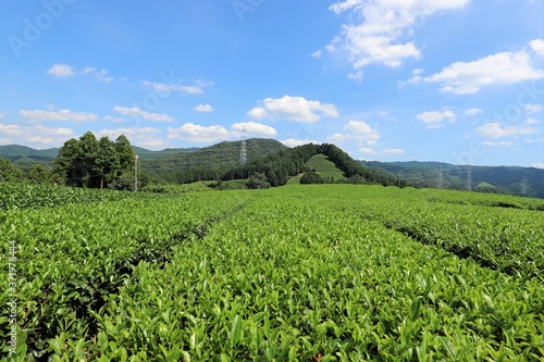 和束町の茶畑