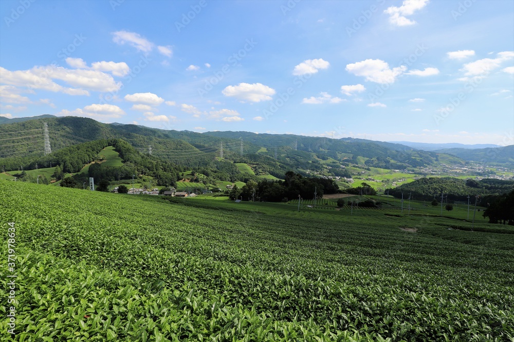 和束町の茶畑 和束町の茶畑