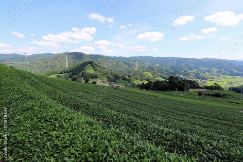 和束町の茶畑