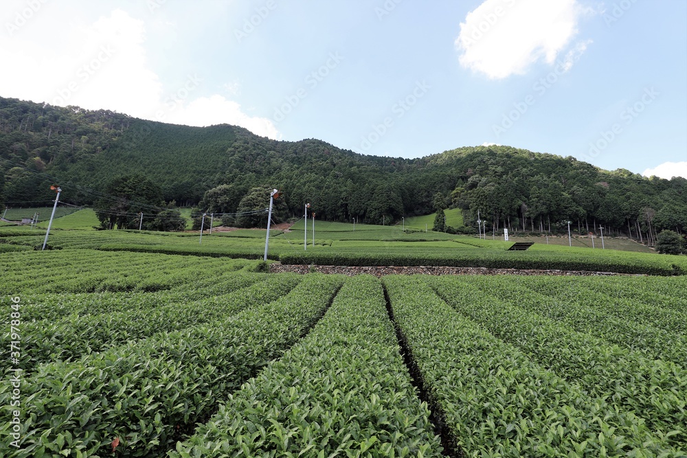 和束町の茶畑