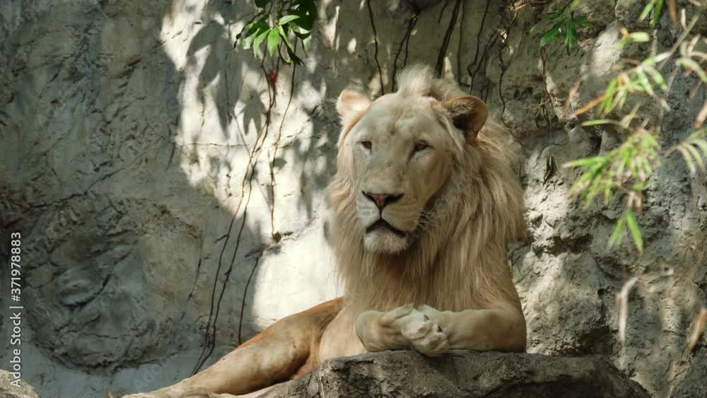 Close-up portrait of one old male lion looking at camera. Close-up portrait of one old male lion looking at camera.