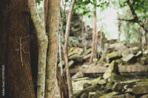 A stick type grasshopper camouflages on the tree in old ruin temple in Siem Reap, Cambodia. 