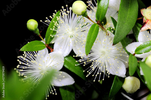 Flowers of myrtle or Myrtus communis close-up on a dark background. photo