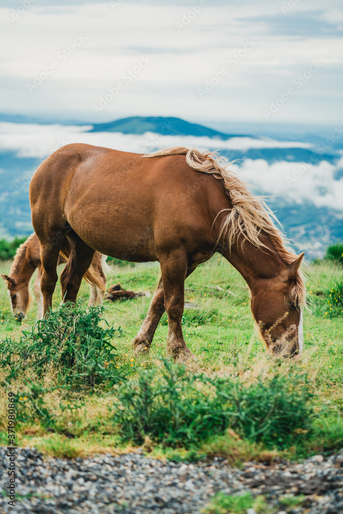 Obraz premium Chevaux, Foix, Paturages 