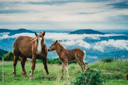 Chevaux  Foix  Paturages 