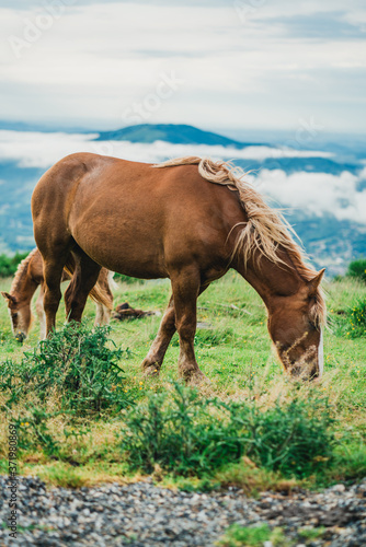 Chevaux, Foix, Paturages 