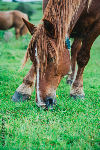 Chevaux, Foix, Paturages 