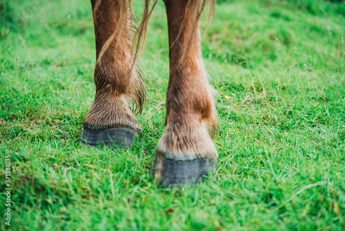 Chevaux, Foix, Paturages 