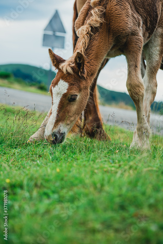 Chevaux, Foix, Paturages 