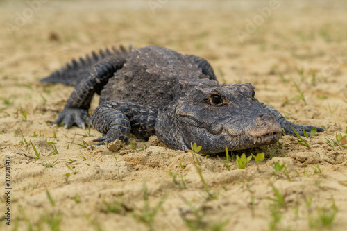 Dwarf crocodile (Osteolaemus tetraspis), also known commonly as the African dwarf, broad-snouted or bony crocodile, is an African crocodile that is also the smallest