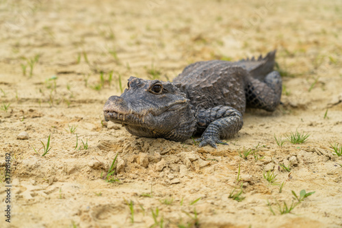 Dwarf crocodile (Osteolaemus tetraspis), also known commonly as the African dwarf, broad-snouted or bony crocodile, is an African crocodile that is also the smallest © vaclav