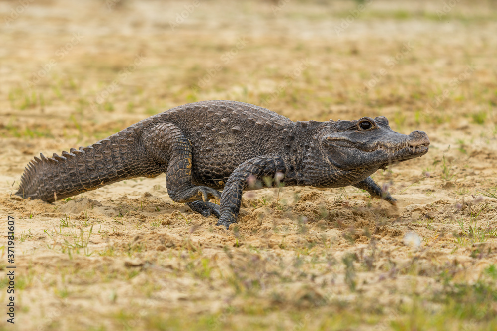 Fototapeta premium Dwarf crocodile (Osteolaemus tetraspis), also known commonly as the African dwarf, broad-snouted or bony crocodile, is an African crocodile that is also the smallest