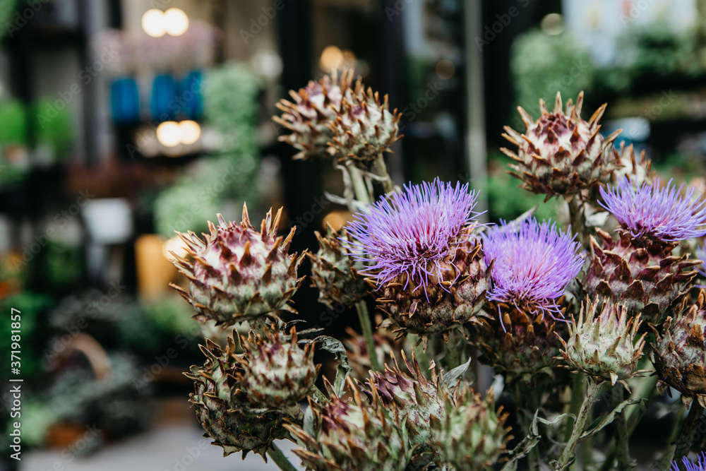 Buds of blooming artichoke thistle. Decorative plants for modern bouquet in studio Buds of blooming artichoke thistle. Decorative plants for modern bouquet in studio