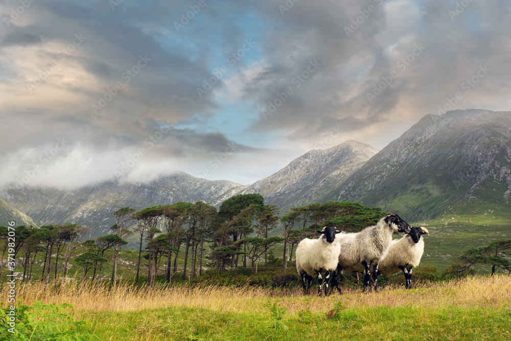 Three white sheep in foreground. Twelve pines island and scenic mountains in the background. Beautiful clouds over mountain peaks. Connemara area, county Galway, Ireland.