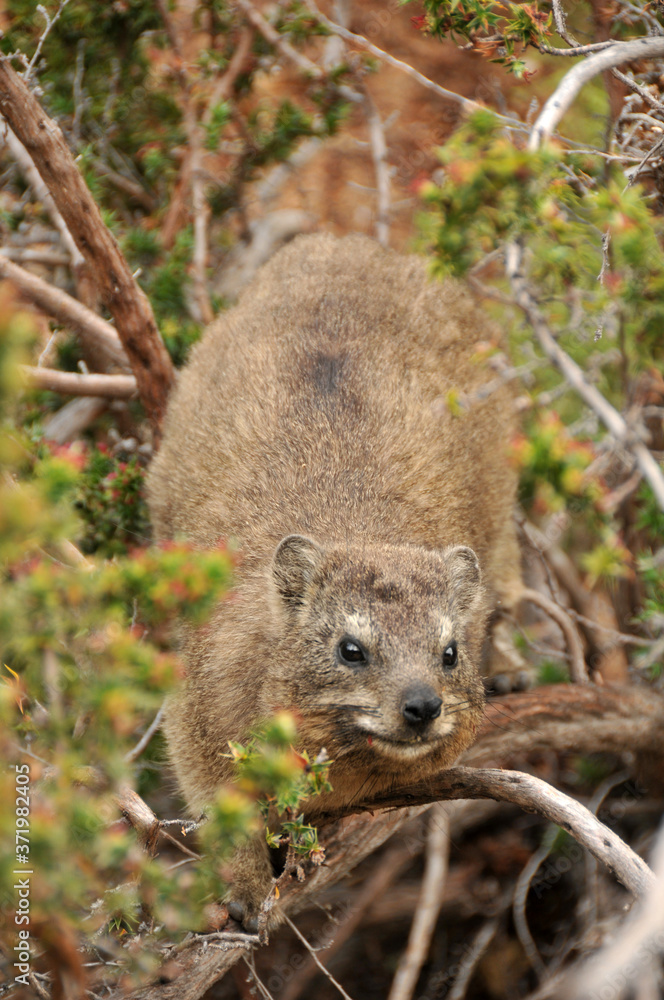 The rock hyrax, also called Cape hyrax, coney or rock rabbit likes to scramble around looking for food The rock hyrax, also called Cape hyrax, coney or rock rabbit likes to scramble around looking for food