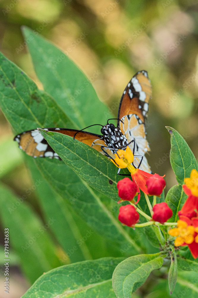 Plain Tiger butterfly resting on the plant Plain Tiger butterfly resting on the plant