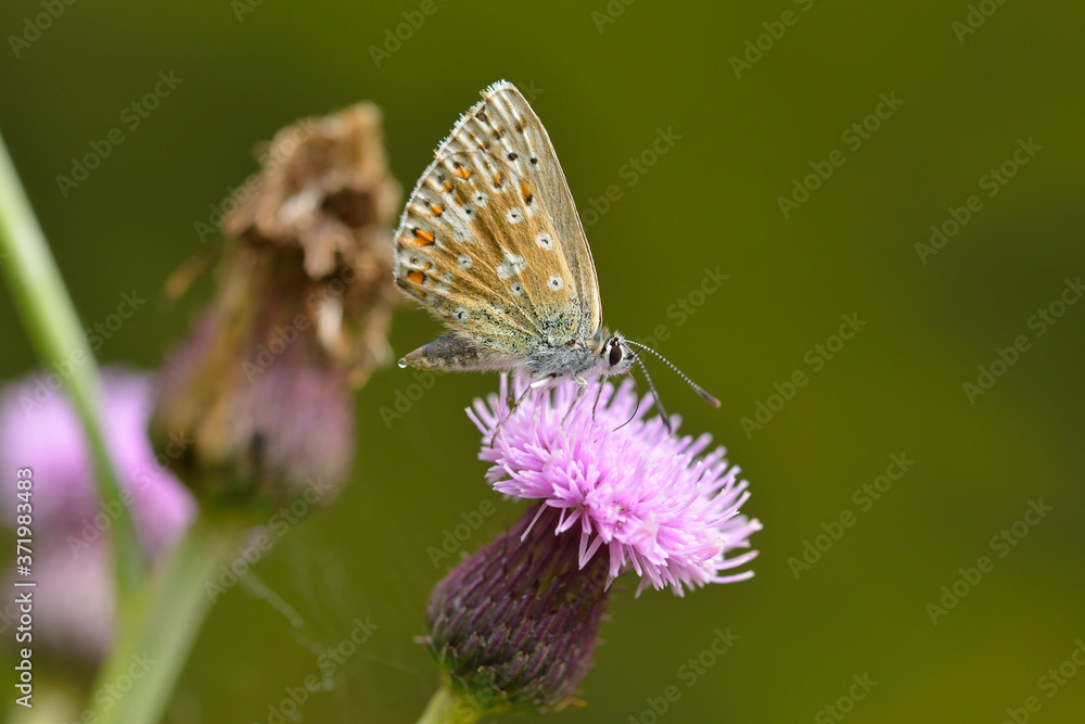 Obraz premium Silbergrüner Bläuling (Polyommatus coridon) 