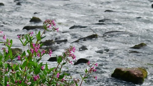 Policeman's helmet flowers stands by the wild river ems, summer, (impatiens glandulifera), north germany photo