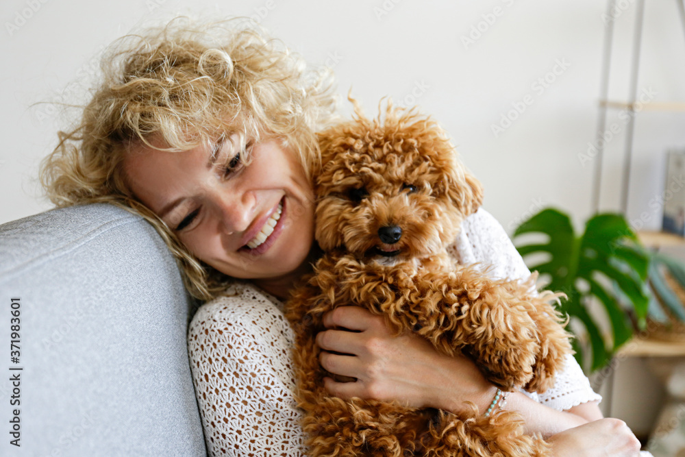Adorable toy poodle puppy in arms of its loving owner. Small adorable doggy with funny curly fur with adult woman. Close up, copy space. Adorable toy poodle puppy in arms of its loving owner. Small adorable doggy with funny curly fur with adult woman. Close up, copy space.