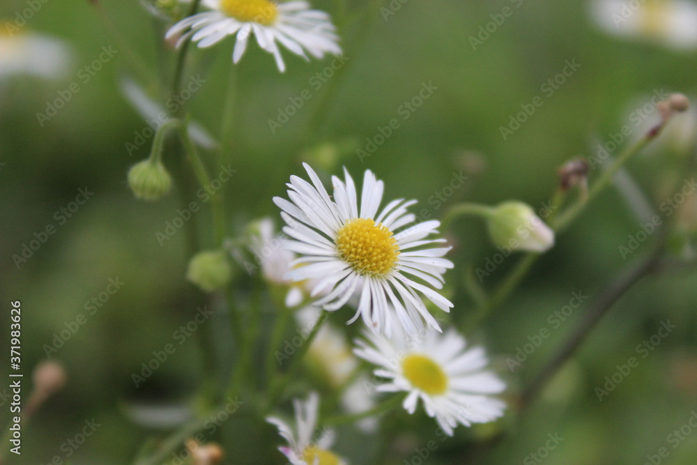 daisies in a field daisies in a field