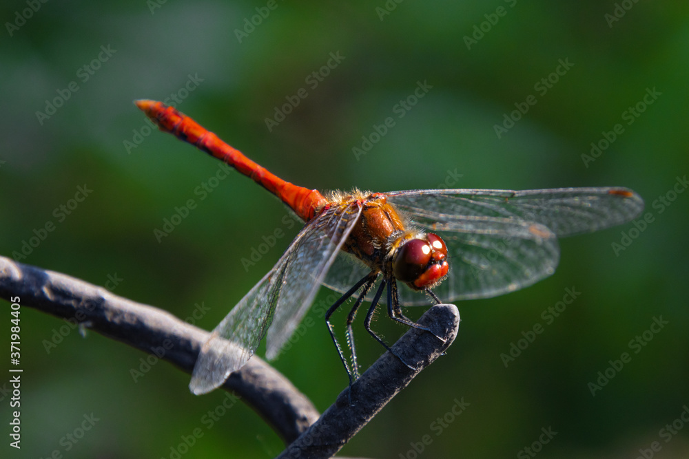 Dragonfly - Ważka Dragonfly - Ważka